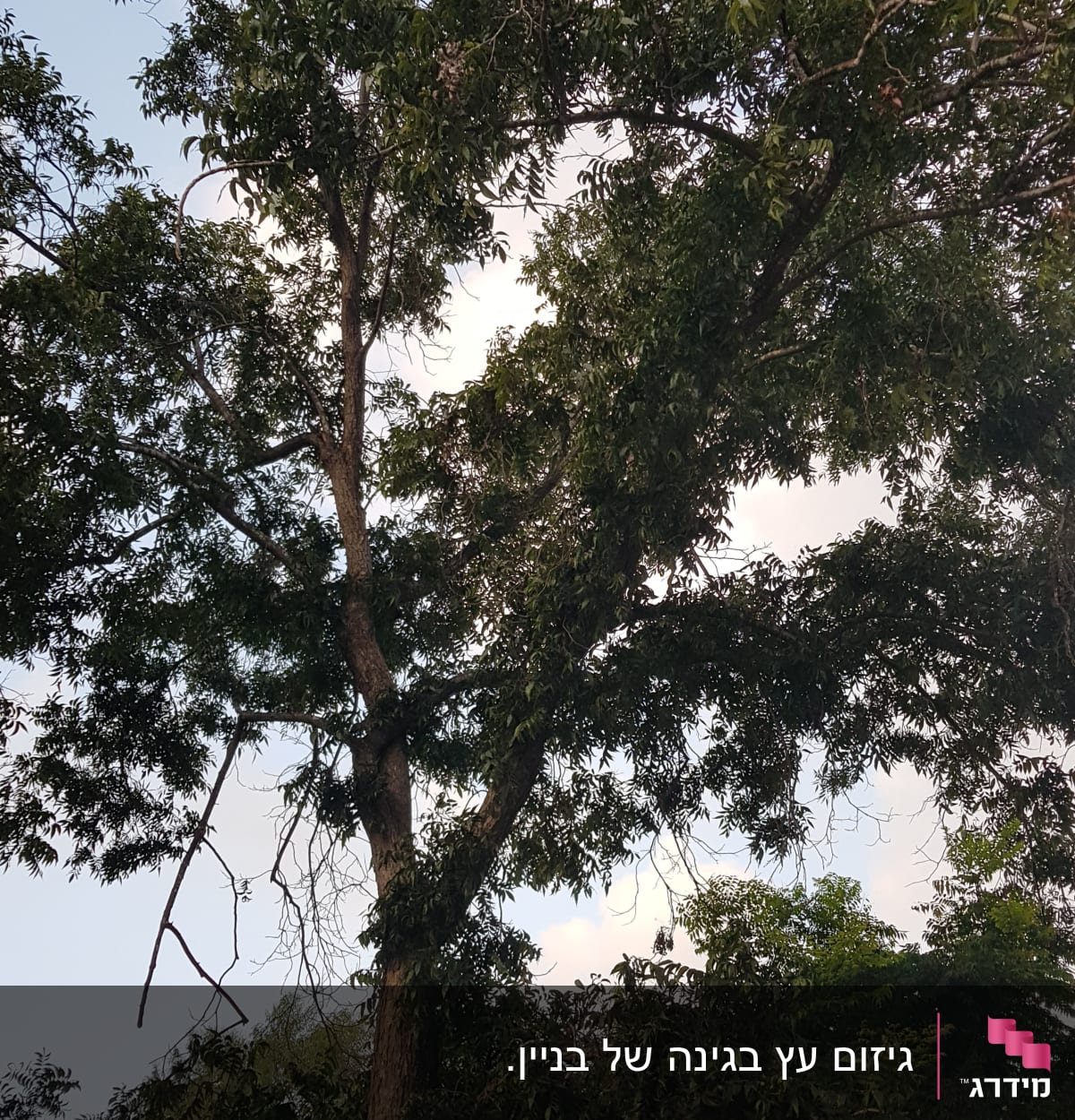 עץ גבוה עם ענפים דקים ויבשים לגיזום